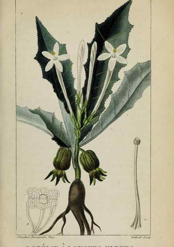 Reproducción/Reproduction 47169792211: Flore pittoresque et médicale des Antilles, ou, Histoire naturelle des plantes usuelles des colonies françaises, anglaises, espagnoles, et portugaises /. Paris :Ches l'Editeur,1833.. 