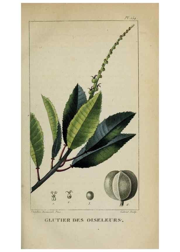 Reproducción/Reproduction 32227964147: Flore pittoresque et médicale des Antilles, ou, Histoire naturelle des plantes usuelles des colonies françaises, anglaises, espagnoles, et portugaises /. Paris :Ches l'Editeur,1833.. 