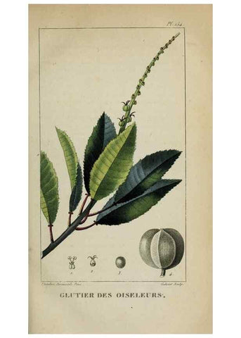 Reproducción/Reproduction 32227964147: Flore pittoresque et médicale des Antilles, ou, Histoire naturelle des plantes usuelles des colonies françaises, anglaises, espagnoles, et portugaises /. Paris :Ches l'Editeur,1833.. 