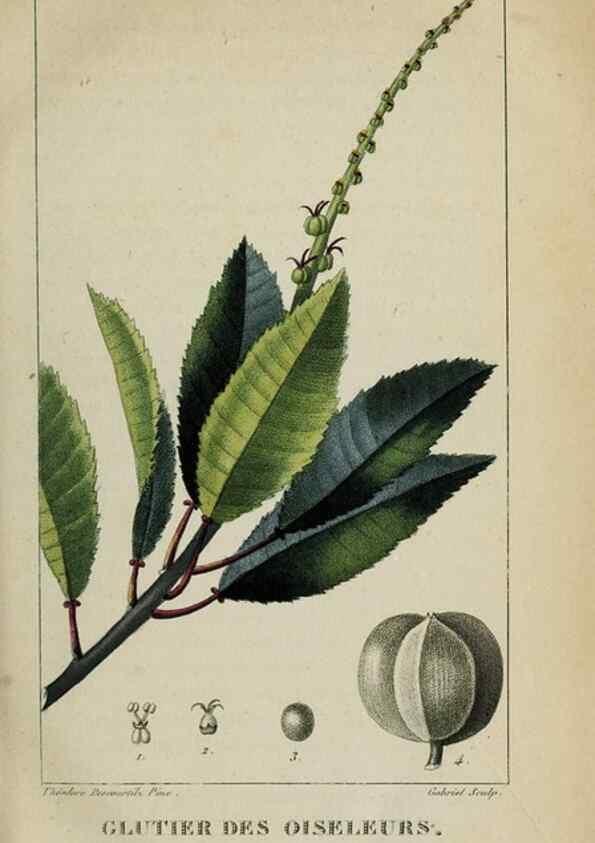 Reproducción/Reproduction 32227964147: Flore pittoresque et médicale des Antilles, ou, Histoire naturelle des plantes usuelles des colonies françaises, anglaises, espagnoles, et portugaises /. Paris :Ches l'Editeur,1833.. 