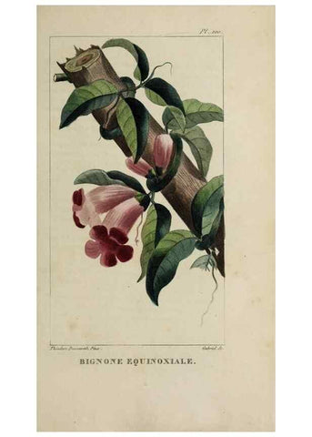 Reproducción/Reproduction 47169707121: Flore pittoresque et médicale des Antilles, ou, Histoire naturelle des plantes usuelles des colonies françaises, anglaises, espagnoles, et portugaises /. Paris :Ches l'Editeur,1833.. 