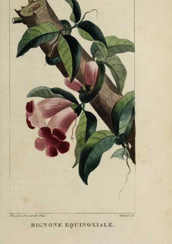 Reproducción/Reproduction 47169707121: Flore pittoresque et médicale des Antilles, ou, Histoire naturelle des plantes usuelles des colonies françaises, anglaises, espagnoles, et portugaises /. Paris :Ches l'Editeur,1833.. 
