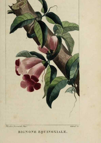 Reproducción/Reproduction 47169707121: Flore pittoresque et médicale des Antilles, ou, Histoire naturelle des plantes usuelles des colonies françaises, anglaises, espagnoles, et portugaises /. Paris :Ches l'Editeur,1833.. 
