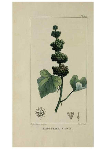 Reproducción/Reproduction 46446205144: Flore pittoresque et médicale des Antilles, ou, Histoire naturelle des plantes usuelles des colonies françaises, anglaises, espagnoles, et portugaises /. Paris :Ches l'Editeur,1833.. 