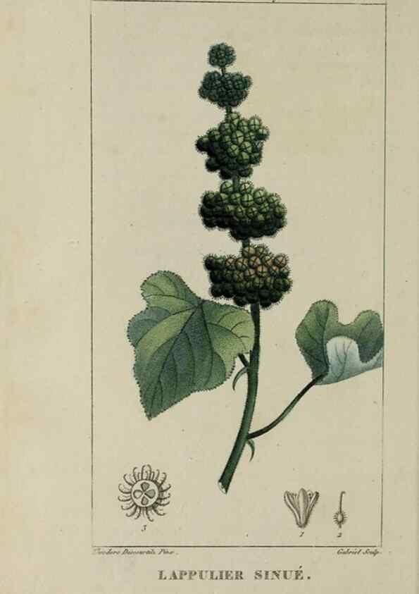 Reproducción/Reproduction 46446205144: Flore pittoresque et médicale des Antilles, ou, Histoire naturelle des plantes usuelles des colonies françaises, anglaises, espagnoles, et portugaises /. Paris :Ches l'Editeur,1833.. 