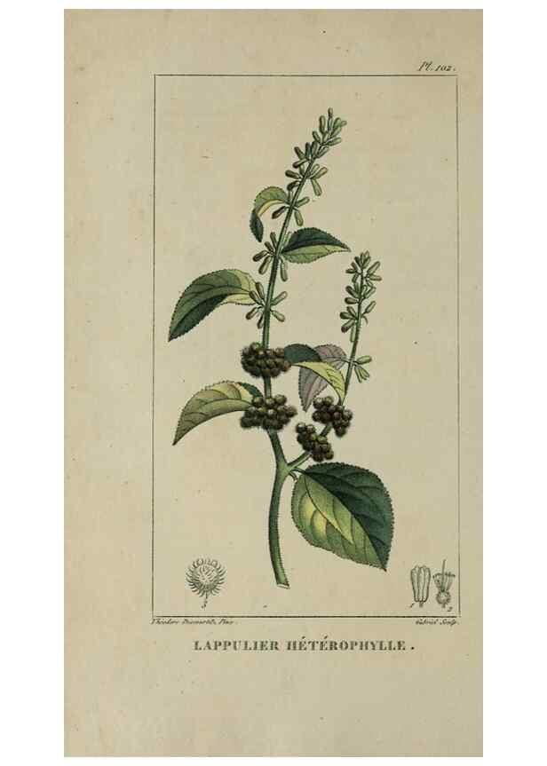 Reproducción/Reproduction 46446205844: Flore pittoresque et médicale des Antilles, ou, Histoire naturelle des plantes usuelles des colonies françaises, anglaises, espagnoles, et portugaises /. Paris :Ches l'Editeur,1833.. 