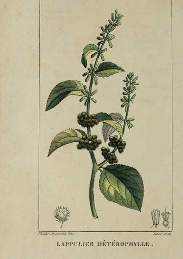 Reproducción/Reproduction 46446205844: Flore pittoresque et médicale des Antilles, ou, Histoire naturelle des plantes usuelles des colonies françaises, anglaises, espagnoles, et portugaises /. Paris :Ches l'Editeur,1833.. 