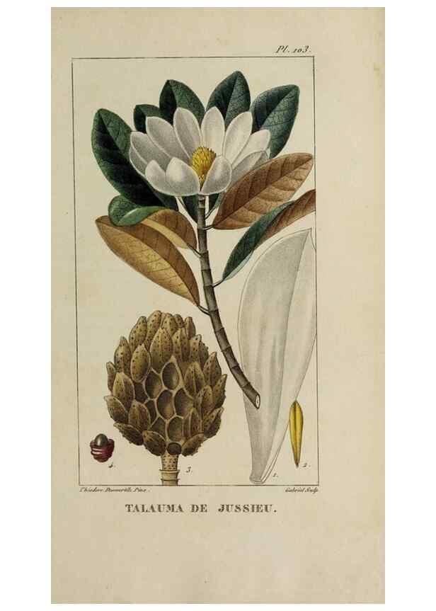 Reproducción/Reproduction 46255613645: Flore pittoresque et médicale des Antilles, ou, Histoire naturelle des plantes usuelles des colonies françaises, anglaises, espagnoles, et portugaises /. Paris :Ches l'Editeur,1833.. 