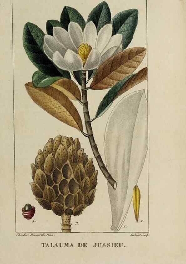 Reproducción/Reproduction 46255613645: Flore pittoresque et médicale des Antilles, ou, Histoire naturelle des plantes usuelles des colonies françaises, anglaises, espagnoles, et portugaises /. Paris :Ches l'Editeur,1833.. 