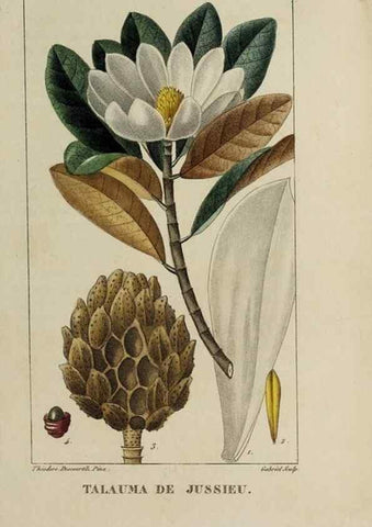 Reproducción/Reproduction 46255613645: Flore pittoresque et médicale des Antilles, ou, Histoire naturelle des plantes usuelles des colonies françaises, anglaises, espagnoles, et portugaises /. Paris :Ches l'Editeur,1833.. 