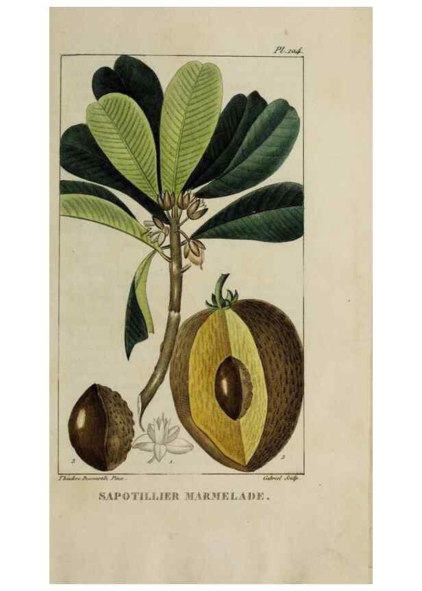 Reproducción/Reproduction 47169710521: Flore pittoresque et médicale des Antilles, ou, Histoire naturelle des plantes usuelles des colonies françaises, anglaises, espagnoles, et portugaises /. Paris :Ches l'Editeur,1833.. 