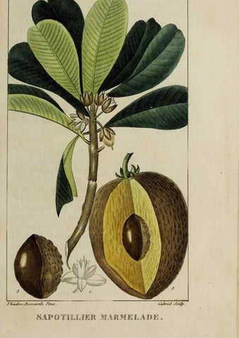 Reproducción/Reproduction 47169710521: Flore pittoresque et médicale des Antilles, ou, Histoire naturelle des plantes usuelles des colonies françaises, anglaises, espagnoles, et portugaises /. Paris :Ches l'Editeur,1833.. 