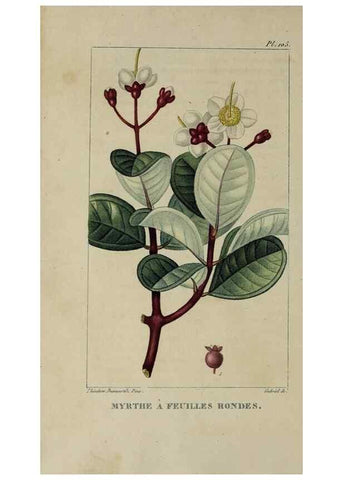 Reproducción/Reproduction 47117741932: Flore pittoresque et médicale des Antilles, ou, Histoire naturelle des plantes usuelles des colonies françaises, anglaises, espagnoles, et portugaises /. Paris :Ches l'Editeur,1833.. 