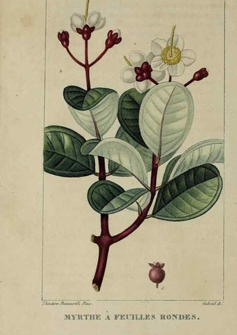 Reproducción/Reproduction 47117741932: Flore pittoresque et médicale des Antilles, ou, Histoire naturelle des plantes usuelles des colonies françaises, anglaises, espagnoles, et portugaises /. Paris :Ches l'Editeur,1833.. 
