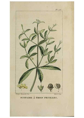 Reproducción/Reproduction 46446209934: Flore pittoresque et médicale des Antilles, ou, Histoire naturelle des plantes usuelles des colonies françaises, anglaises, espagnoles, et portugaises /. Paris :Ches l'Editeur,1833.. 