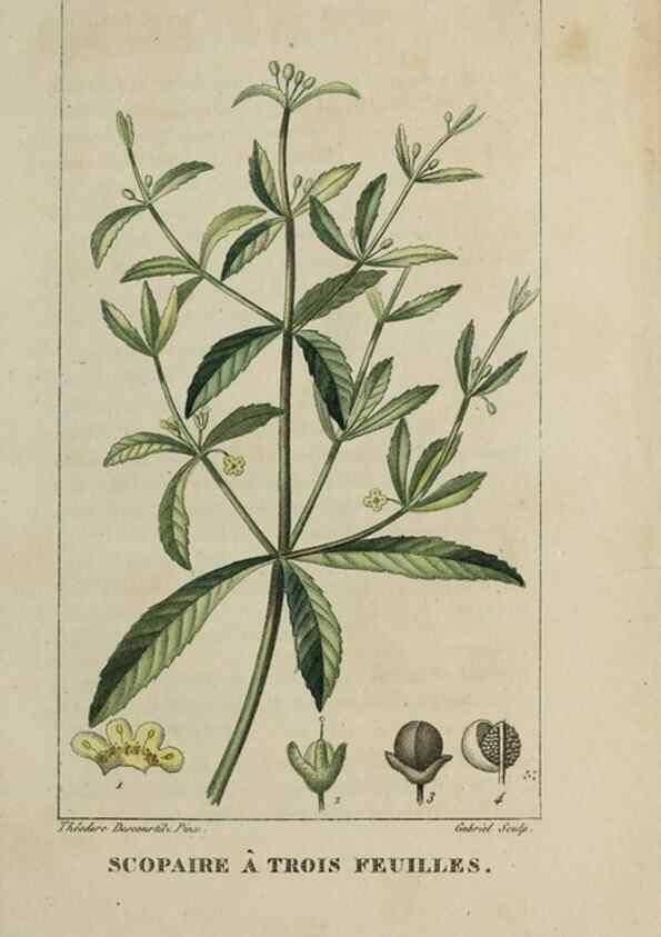 Reproducción/Reproduction 46446209934: Flore pittoresque et médicale des Antilles, ou, Histoire naturelle des plantes usuelles des colonies françaises, anglaises, espagnoles, et portugaises /. Paris :Ches l'Editeur,1833.. 