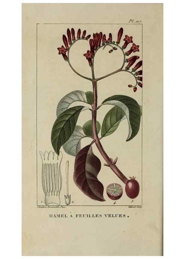 Reproducción/Reproduction 47117744432: Flore pittoresque et médicale des Antilles, ou, Histoire naturelle des plantes usuelles des colonies françaises, anglaises, espagnoles, et portugaises /. Paris :Ches l'Editeur,1833.. 