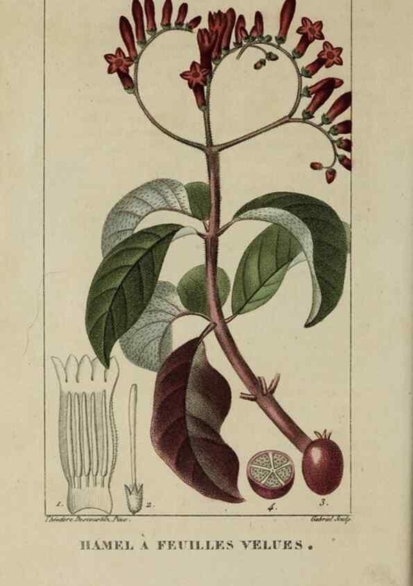 Reproducción/Reproduction 47117744432: Flore pittoresque et médicale des Antilles, ou, Histoire naturelle des plantes usuelles des colonies françaises, anglaises, espagnoles, et portugaises /. Paris :Ches l'Editeur,1833.. 