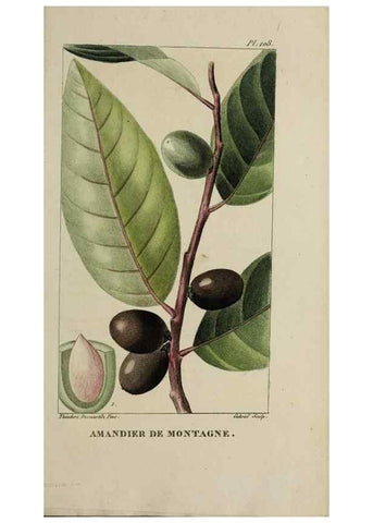 Reproducción/Reproduction 46446211204: Flore pittoresque et médicale des Antilles, ou, Histoire naturelle des plantes usuelles des colonies françaises, anglaises, espagnoles, et portugaises /. Paris :Ches l'Editeur,1833.. 