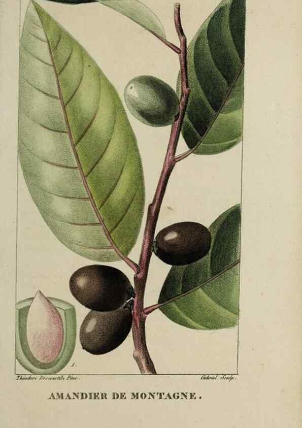 Reproducción/Reproduction 46446211204: Flore pittoresque et médicale des Antilles, ou, Histoire naturelle des plantes usuelles des colonies françaises, anglaises, espagnoles, et portugaises /. Paris :Ches l'Editeur,1833.. 
