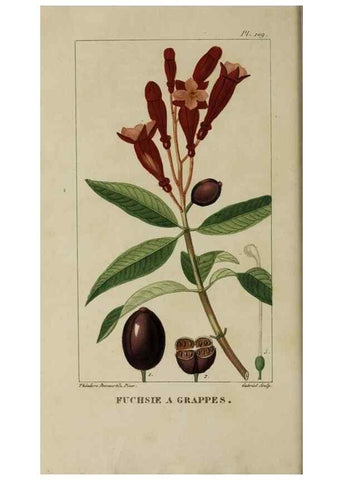 Reproducción/Reproduction 46255618365: Flore pittoresque et médicale des Antilles, ou, Histoire naturelle des plantes usuelles des colonies françaises, anglaises, espagnoles, et portugaises /. Paris :Ches l'Editeur,1833.. 