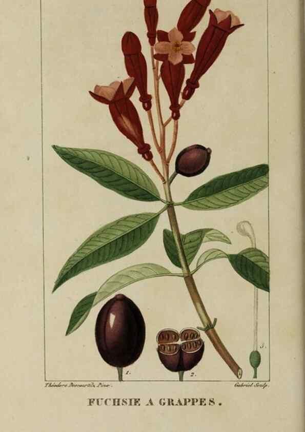 Reproducción/Reproduction 46255618365: Flore pittoresque et médicale des Antilles, ou, Histoire naturelle des plantes usuelles des colonies françaises, anglaises, espagnoles, et portugaises /. Paris :Ches l'Editeur,1833.. 