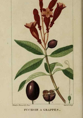 Reproducción/Reproduction 46255618365: Flore pittoresque et médicale des Antilles, ou, Histoire naturelle des plantes usuelles des colonies françaises, anglaises, espagnoles, et portugaises /. Paris :Ches l'Editeur,1833.. 