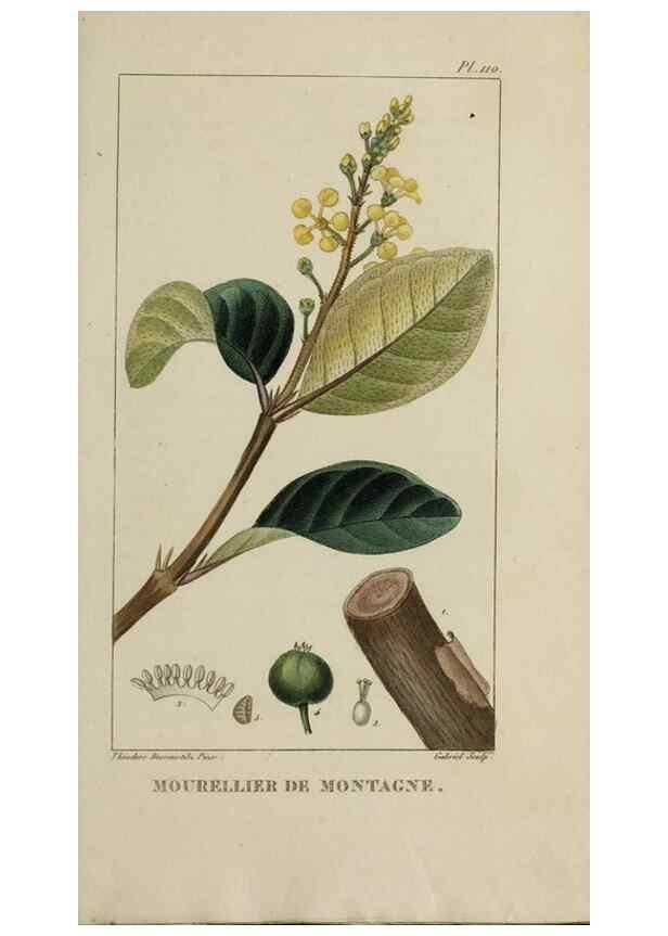 Reproducción/Reproduction 47169716411: Flore pittoresque et médicale des Antilles, ou, Histoire naturelle des plantes usuelles des colonies françaises, anglaises, espagnoles, et portugaises /. Paris :Ches l'Editeur,1833.. 
