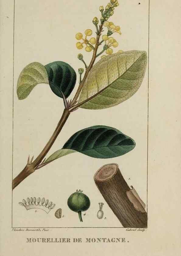 Reproducción/Reproduction 47169716411: Flore pittoresque et médicale des Antilles, ou, Histoire naturelle des plantes usuelles des colonies françaises, anglaises, espagnoles, et portugaises /. Paris :Ches l'Editeur,1833.. 
