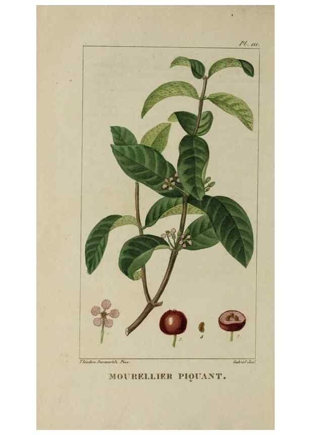 Reproducción/Reproduction 46255620165: Flore pittoresque et médicale des Antilles, ou, Histoire naturelle des plantes usuelles des colonies françaises, anglaises, espagnoles, et portugaises /. Paris :Ches l'Editeur,1833.. 