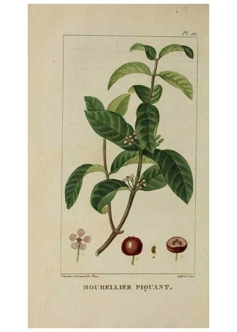 Reproducción/Reproduction 46255620165: Flore pittoresque et médicale des Antilles, ou, Histoire naturelle des plantes usuelles des colonies françaises, anglaises, espagnoles, et portugaises /. Paris :Ches l'Editeur,1833.. 