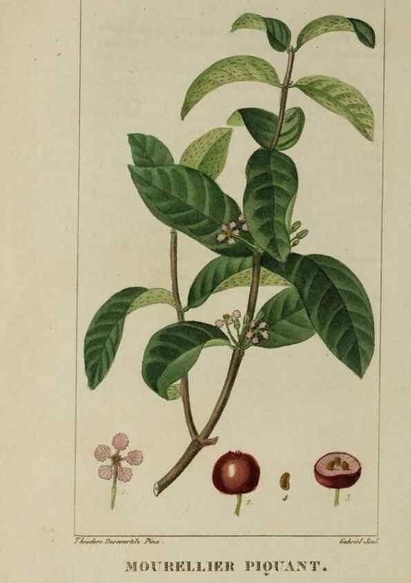 Reproducción/Reproduction 46255620165: Flore pittoresque et médicale des Antilles, ou, Histoire naturelle des plantes usuelles des colonies françaises, anglaises, espagnoles, et portugaises /. Paris :Ches l'Editeur,1833.. 