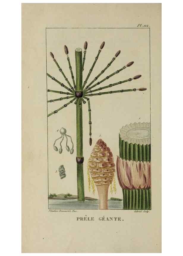 Reproducción/Reproduction 46255620935: Flore pittoresque et médicale des Antilles, ou, Histoire naturelle des plantes usuelles des colonies françaises, anglaises, espagnoles, et portugaises /. Paris :Ches l'Editeur,1833.. 