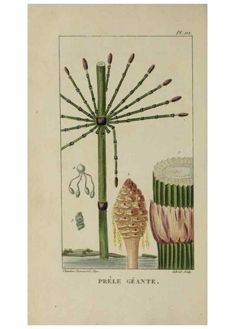 Reproducción/Reproduction 46255620935: Flore pittoresque et médicale des Antilles, ou, Histoire naturelle des plantes usuelles des colonies françaises, anglaises, espagnoles, et portugaises /. Paris :Ches l'Editeur,1833.. 