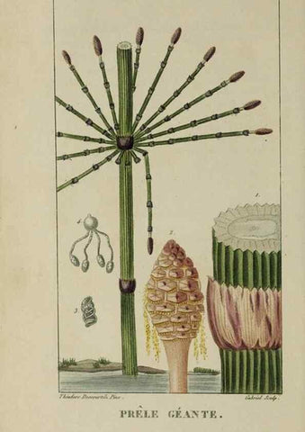 Reproducción/Reproduction 46255620935: Flore pittoresque et médicale des Antilles, ou, Histoire naturelle des plantes usuelles des colonies françaises, anglaises, espagnoles, et portugaises /. Paris :Ches l'Editeur,1833.. 