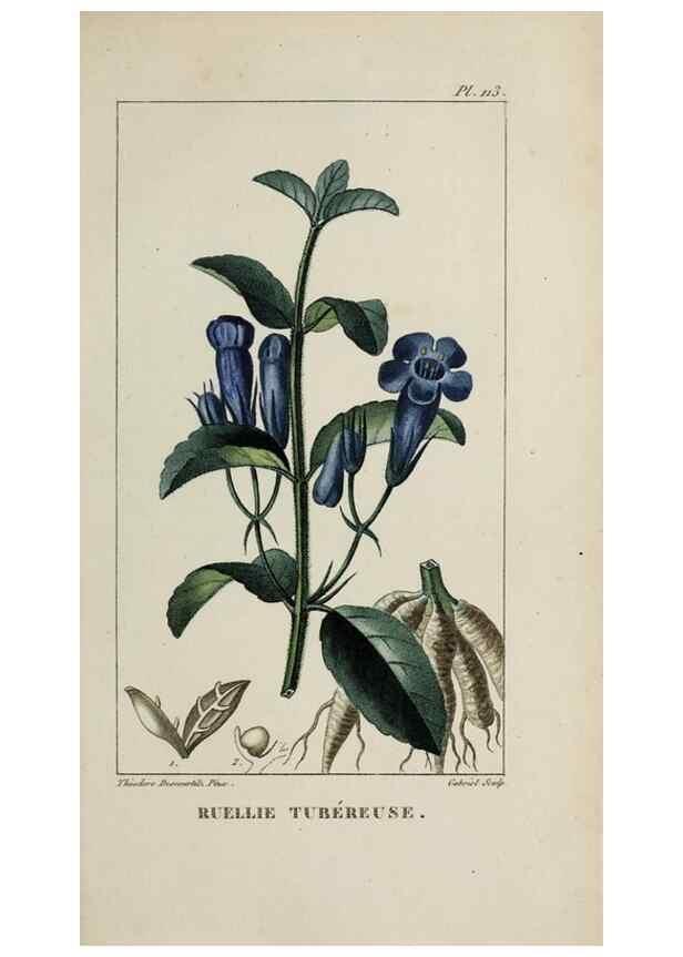 Reproducción/Reproduction 46446214834: Flore pittoresque et médicale des Antilles, ou, Histoire naturelle des plantes usuelles des colonies françaises, anglaises, espagnoles, et portugaises /. Paris :Ches l'Editeur,1833.. 