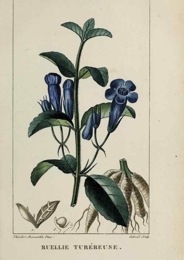 Reproducción/Reproduction 46446214834: Flore pittoresque et médicale des Antilles, ou, Histoire naturelle des plantes usuelles des colonies françaises, anglaises, espagnoles, et portugaises /. Paris :Ches l'Editeur,1833.. 