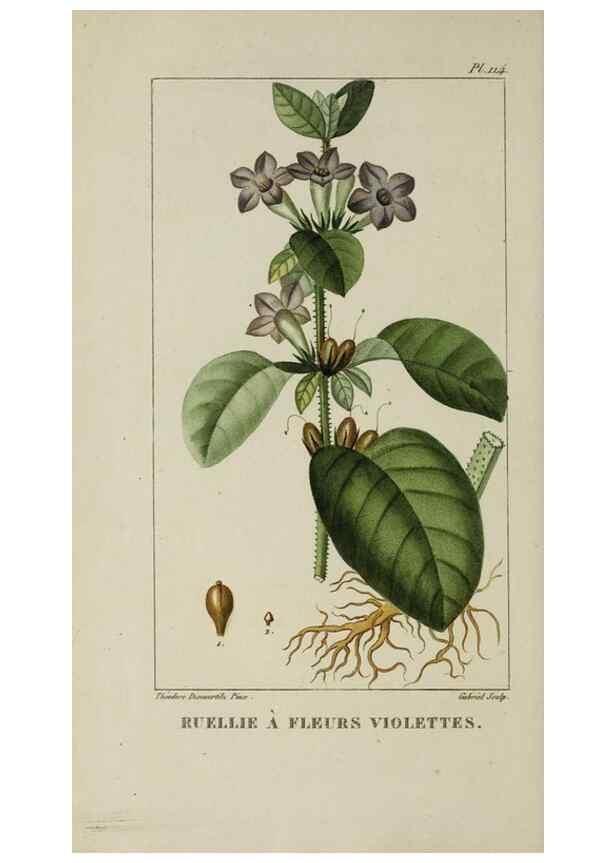 Reproducción/Reproduction 47169720191: Flore pittoresque et médicale des Antilles, ou, Histoire naturelle des plantes usuelles des colonies françaises, anglaises, espagnoles, et portugaises /. Paris :Ches l'Editeur,1833.. 