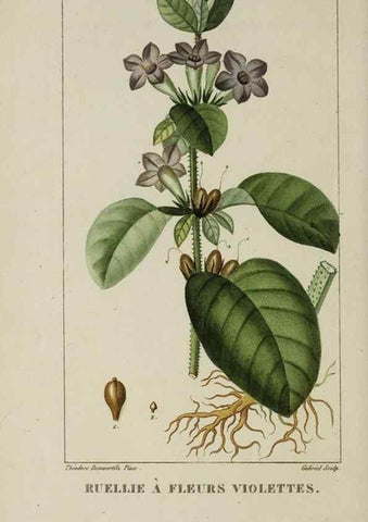 Reproducción/Reproduction 47169720191: Flore pittoresque et médicale des Antilles, ou, Histoire naturelle des plantes usuelles des colonies françaises, anglaises, espagnoles, et portugaises /. Paris :Ches l'Editeur,1833.. 