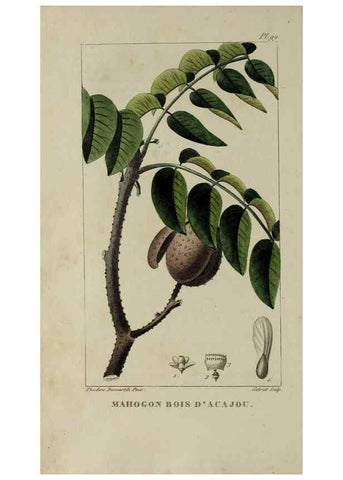 Reproducción/Reproduction 32227903357: Flore pittoresque et médicale des Antilles, ou, Histoire naturelle des plantes usuelles des colonies françaises, anglaises, espagnoles, et portugaises /. Paris :Ches l'Editeur,1833.. 