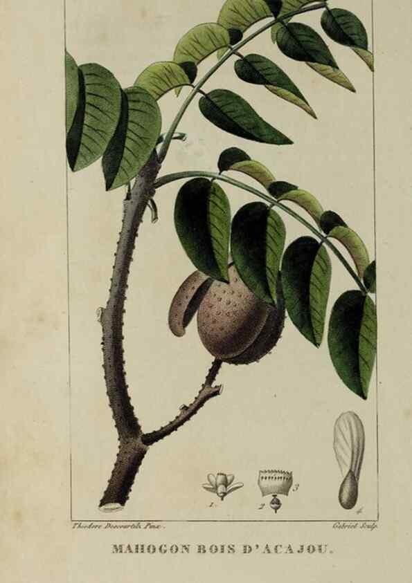 Reproducción/Reproduction 32227903357: Flore pittoresque et médicale des Antilles, ou, Histoire naturelle des plantes usuelles des colonies françaises, anglaises, espagnoles, et portugaises /. Paris :Ches l'Editeur,1833.. 