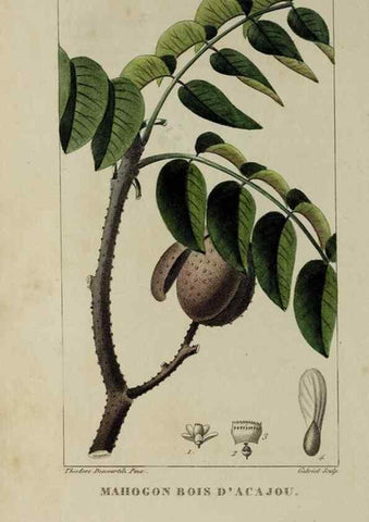 Reproducción/Reproduction 32227903357: Flore pittoresque et médicale des Antilles, ou, Histoire naturelle des plantes usuelles des colonies françaises, anglaises, espagnoles, et portugaises /. Paris :Ches l'Editeur,1833.. 