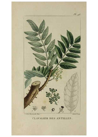 Reproducción/Reproduction 33294526638: Flore pittoresque et médicale des Antilles, ou, Histoire naturelle des plantes usuelles des colonies françaises, anglaises, espagnoles, et portugaises /. Paris :Ches l'Editeur,1833.. 