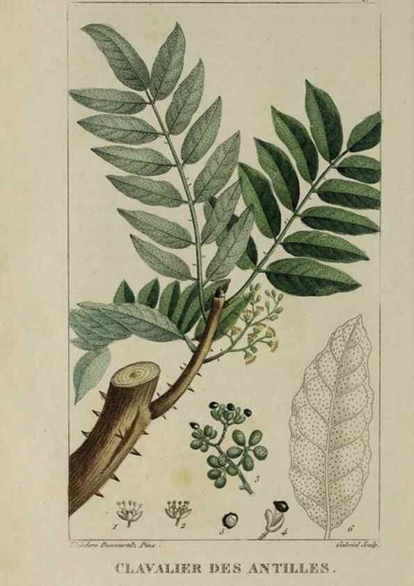 Reproducción/Reproduction 33294526638: Flore pittoresque et médicale des Antilles, ou, Histoire naturelle des plantes usuelles des colonies françaises, anglaises, espagnoles, et portugaises /. Paris :Ches l'Editeur,1833.. 