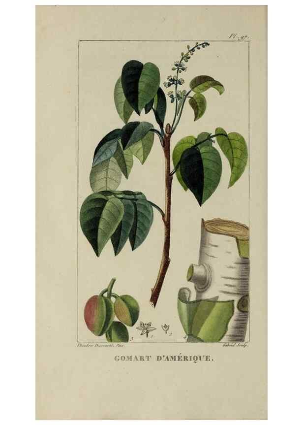 Reproducción/Reproduction 46446201564: Flore pittoresque et médicale des Antilles, ou, Histoire naturelle des plantes usuelles des colonies françaises, anglaises, espagnoles, et portugaises /. Paris :Ches l'Editeur,1833.. 