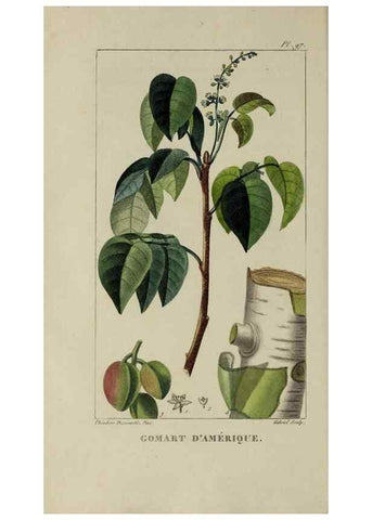 Reproducción/Reproduction 46446201564: Flore pittoresque et médicale des Antilles, ou, Histoire naturelle des plantes usuelles des colonies françaises, anglaises, espagnoles, et portugaises /. Paris :Ches l'Editeur,1833.. 