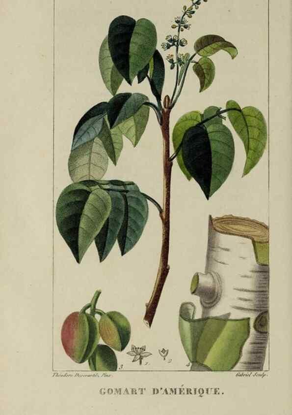 Reproducción/Reproduction 46446201564: Flore pittoresque et médicale des Antilles, ou, Histoire naturelle des plantes usuelles des colonies françaises, anglaises, espagnoles, et portugaises /. Paris :Ches l'Editeur,1833.. 