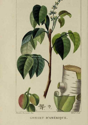 Reproducción/Reproduction 46446201564: Flore pittoresque et médicale des Antilles, ou, Histoire naturelle des plantes usuelles des colonies françaises, anglaises, espagnoles, et portugaises /. Paris :Ches l'Editeur,1833.. 