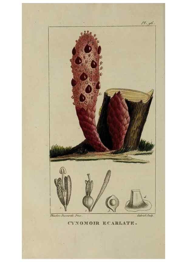 Reproducción/Reproduction 46446200594: Flore pittoresque et médicale des Antilles, ou, Histoire naturelle des plantes usuelles des colonies françaises, anglaises, espagnoles, et portugaises /. Paris :Ches l'Editeur,1833.. 