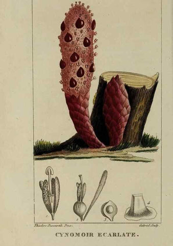 Reproducción/Reproduction 46446200594: Flore pittoresque et médicale des Antilles, ou, Histoire naturelle des plantes usuelles des colonies françaises, anglaises, espagnoles, et portugaises /. Paris :Ches l'Editeur,1833.. 